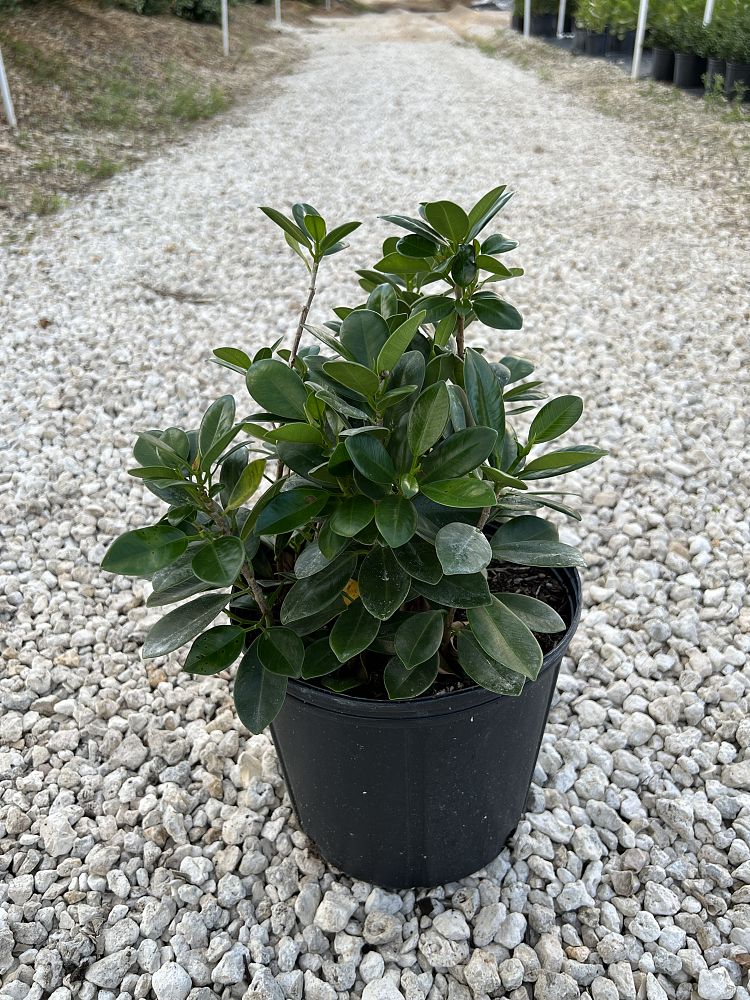 ficus-microcarpa-green-island-ficus-green-island