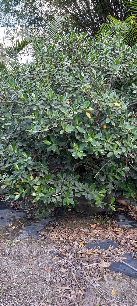 ficus-microcarpa-green-island-ficus-green-island