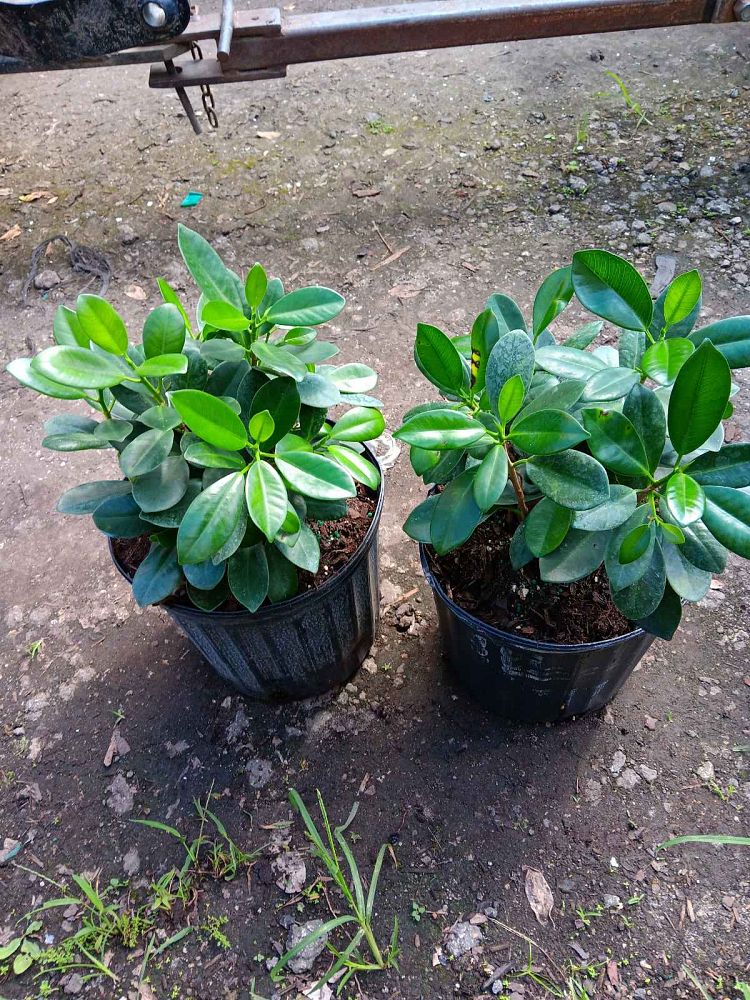 ficus-microcarpa-green-island-ficus-green-island