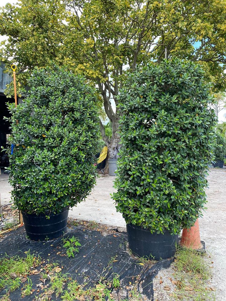ficus-microcarpa-green-island-ficus-green-island