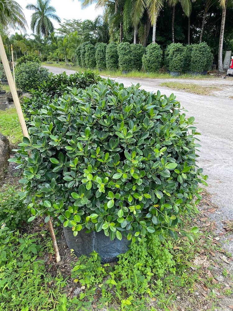 ficus-microcarpa-green-island-ficus-green-island