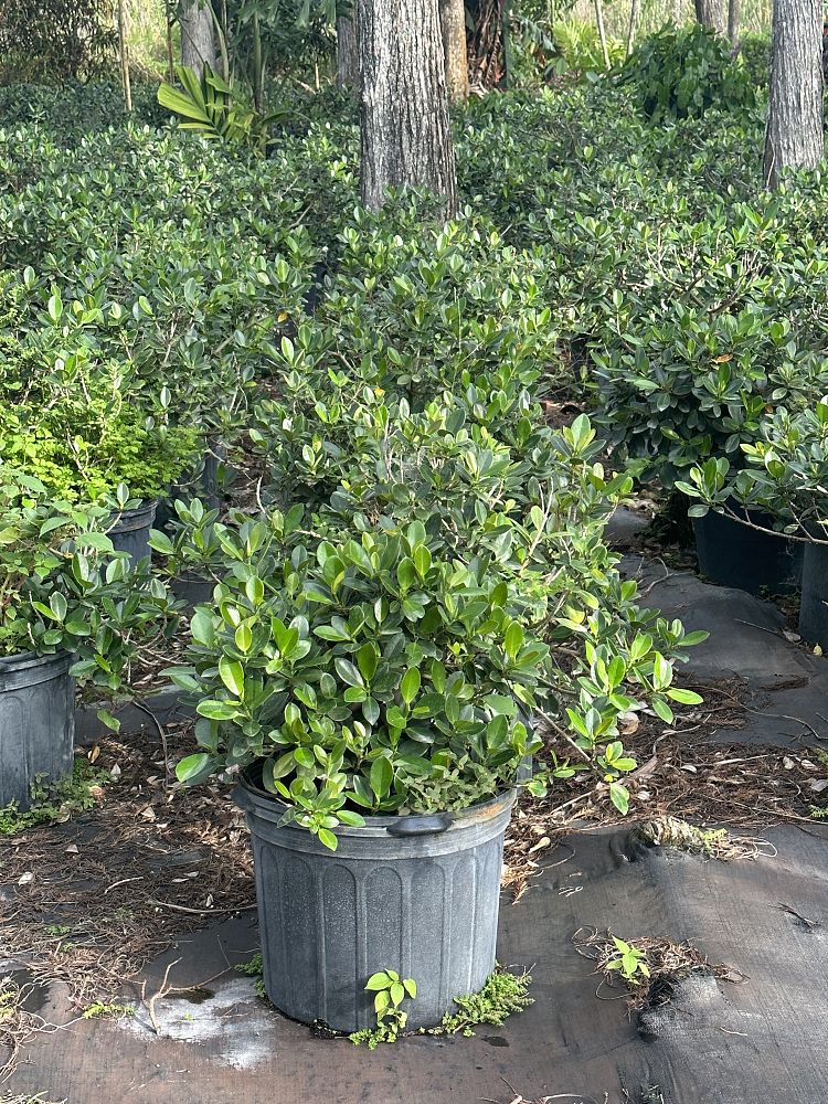 ficus-microcarpa-green-island-ficus-green-island