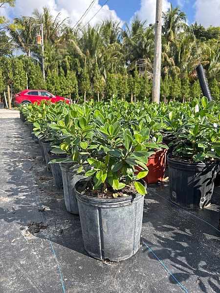 ficus-microcarpa-green-island-ficus-green-island