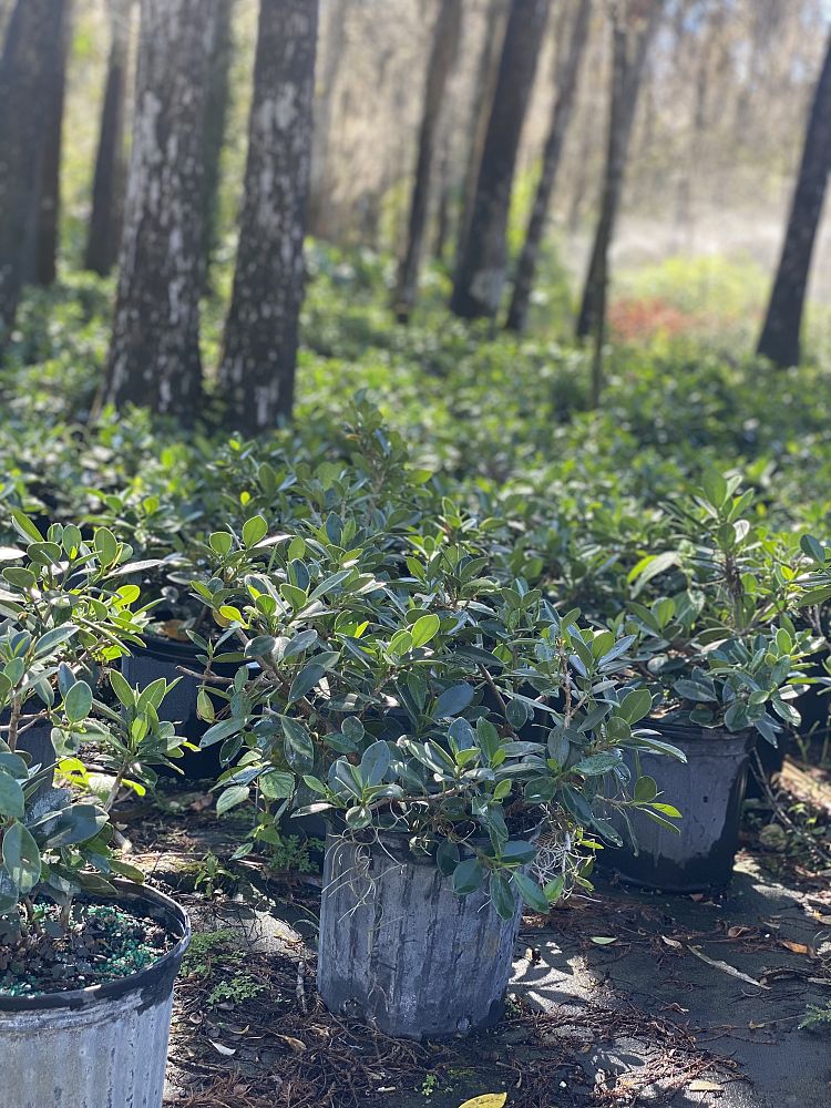 ficus-microcarpa-green-island-ficus-green-island