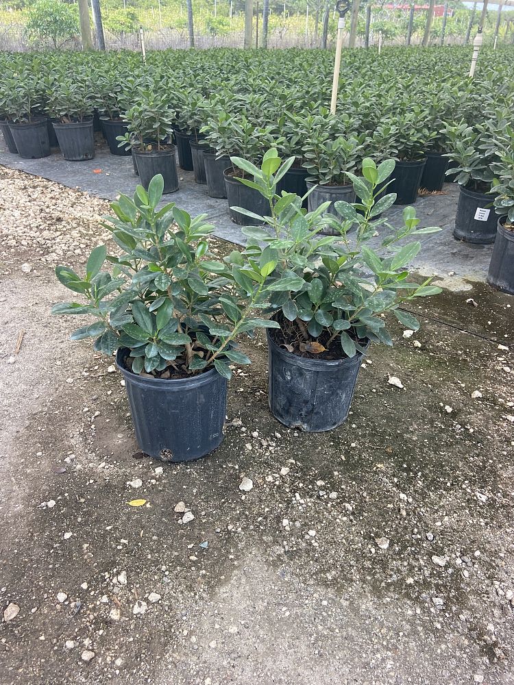 ficus-microcarpa-green-island-ficus-green-island