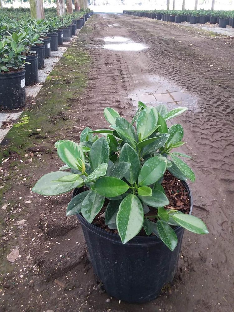 ficus-microcarpa-green-island-ficus-green-island