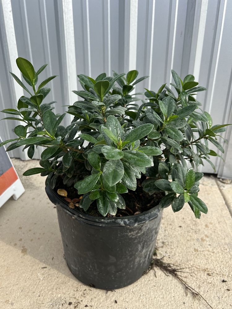 ficus-microcarpa-green-island-ficus-green-island