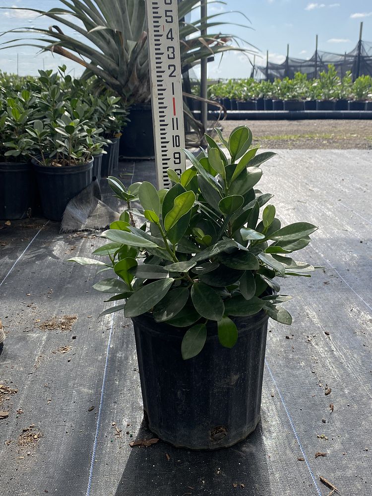 ficus-microcarpa-green-island-ficus-green-island