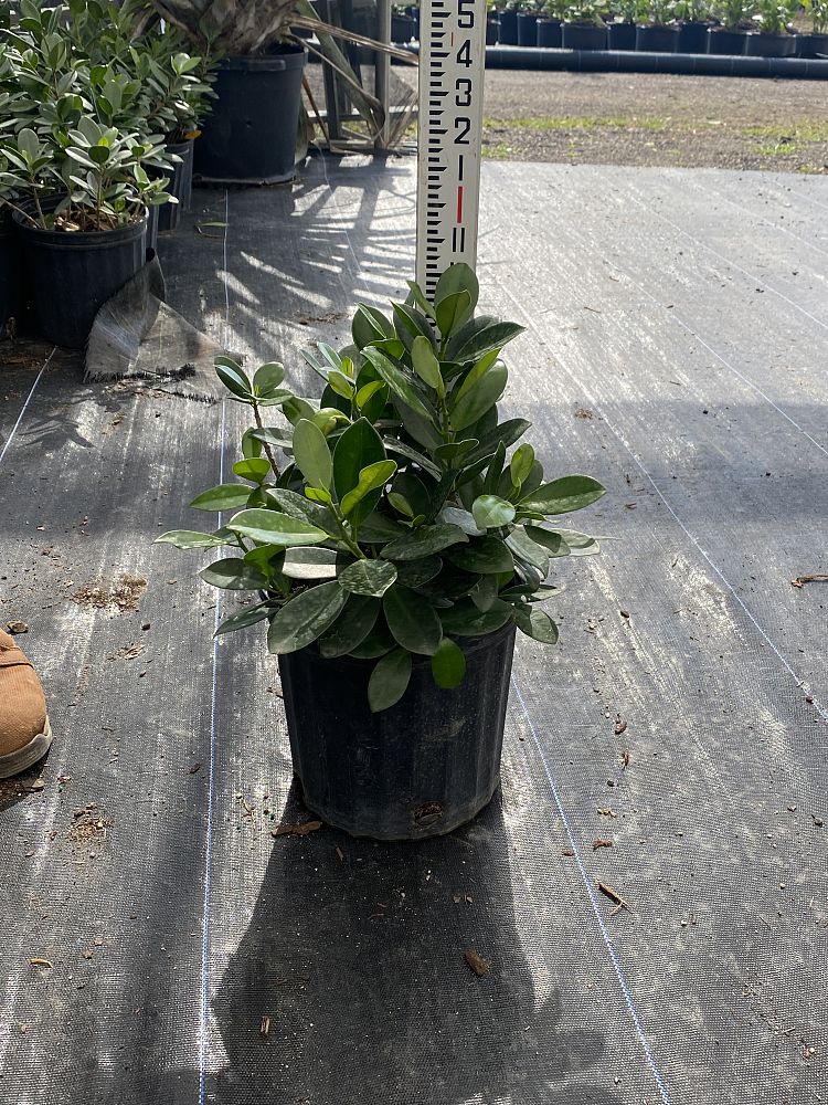 ficus-microcarpa-green-island-ficus-green-island
