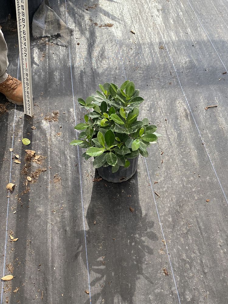 ficus-microcarpa-green-island-ficus-green-island