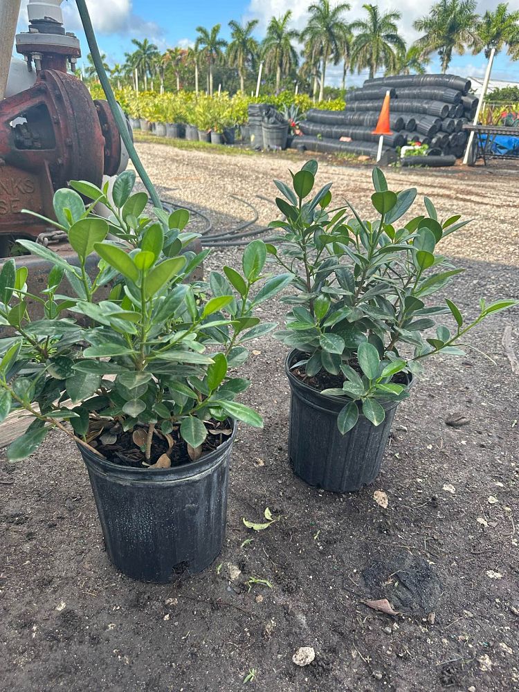 ficus-microcarpa-green-island-ficus-green-island