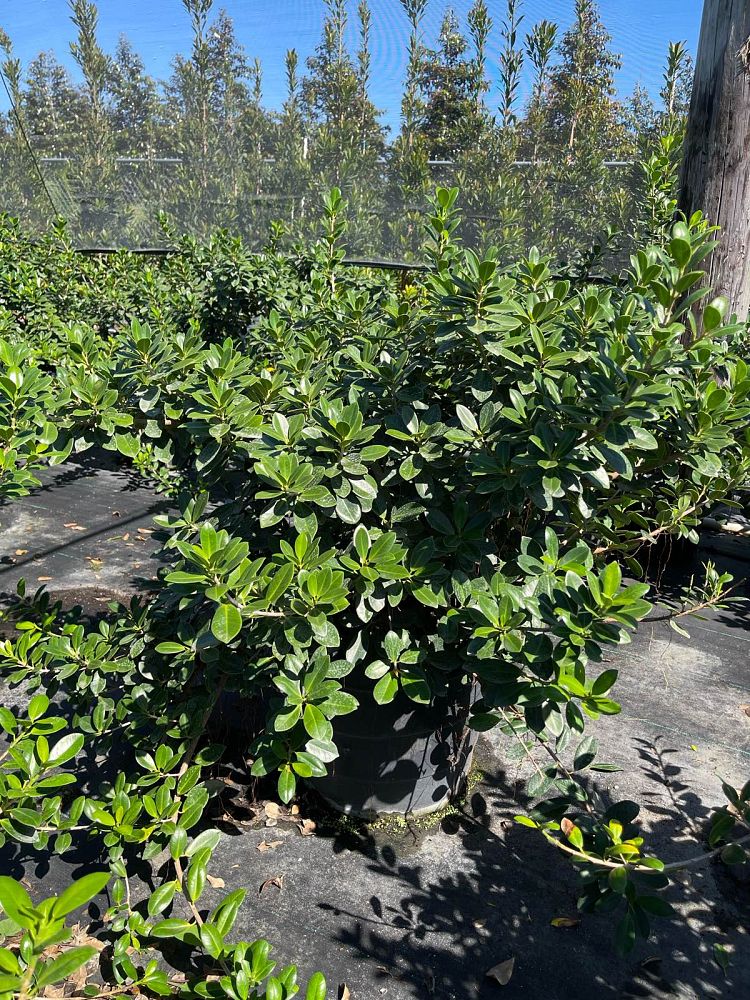 ficus-microcarpa-green-island-ficus-green-island