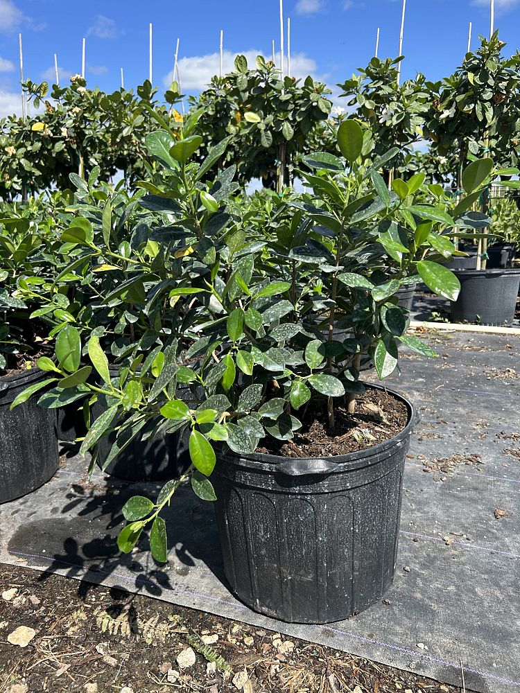 ficus-microcarpa-green-island-ficus-green-island