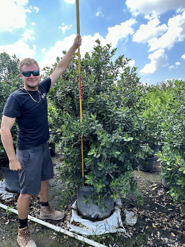 ficus-microcarpa-green-island-ficus-green-island