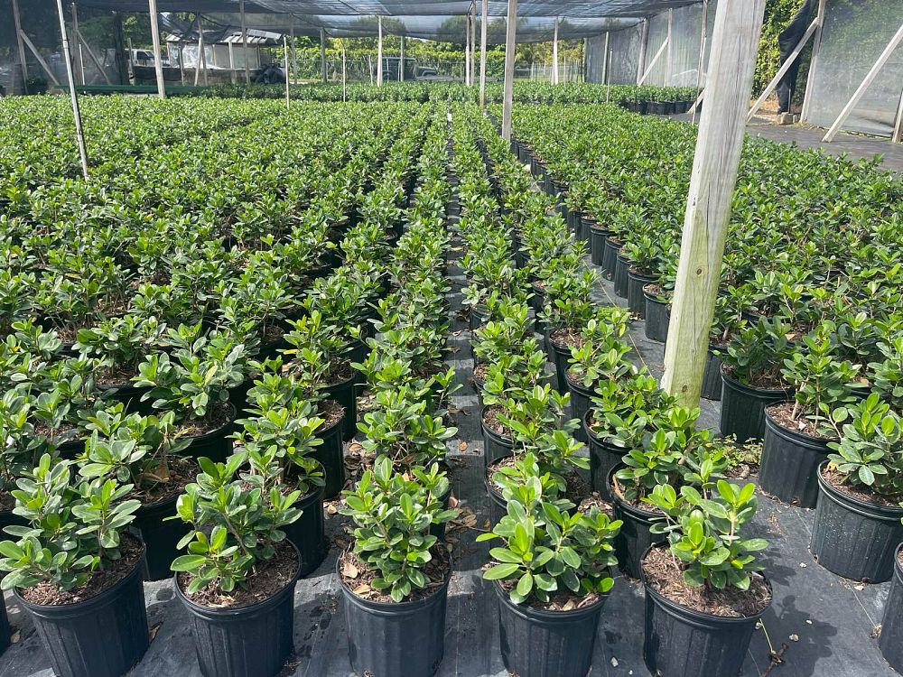ficus-microcarpa-green-island-ficus-green-island