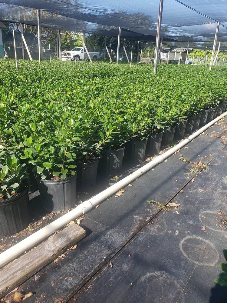 ficus-microcarpa-green-island-ficus-green-island