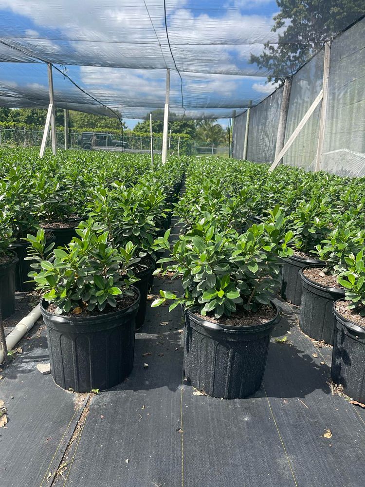 ficus-microcarpa-green-island-ficus-green-island