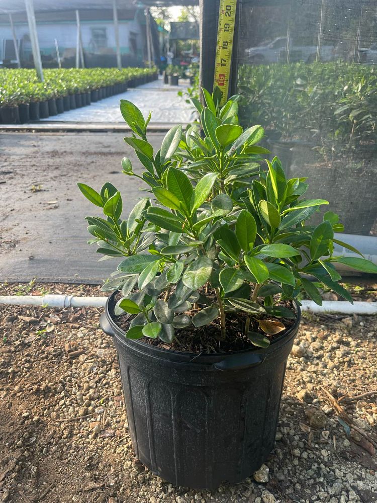 ficus-microcarpa-green-island-ficus-green-island