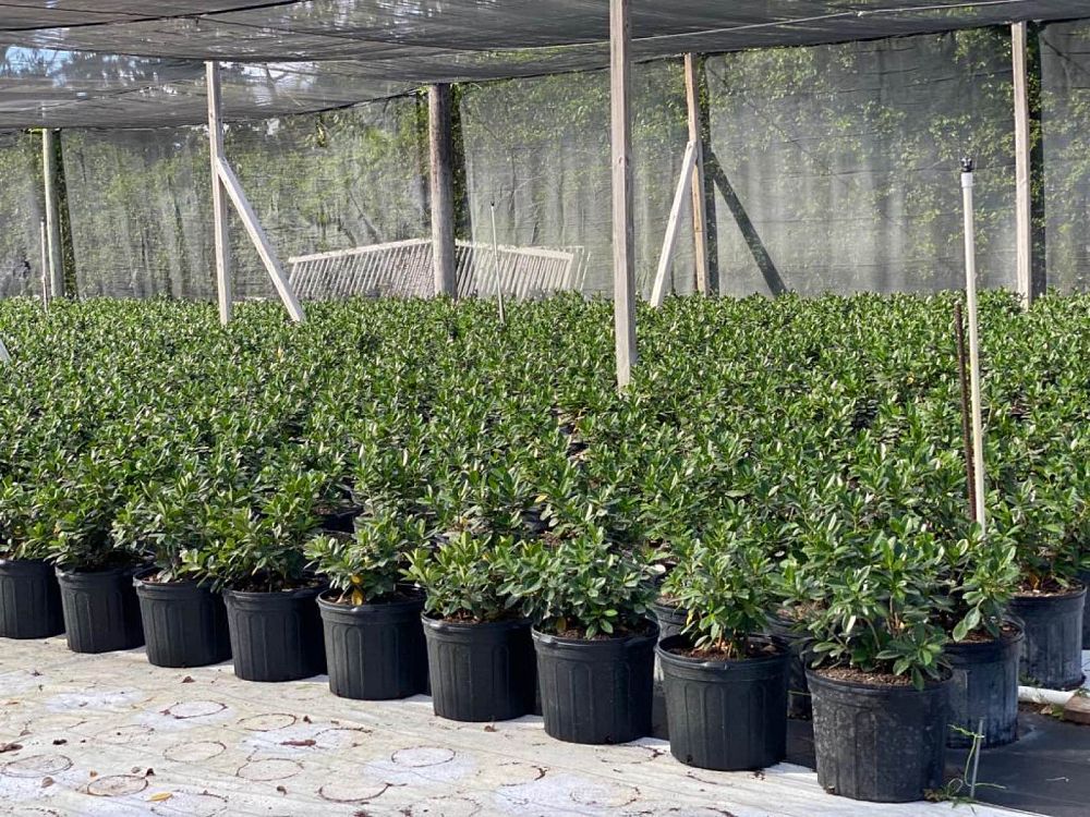 ficus-microcarpa-green-island-ficus-green-island