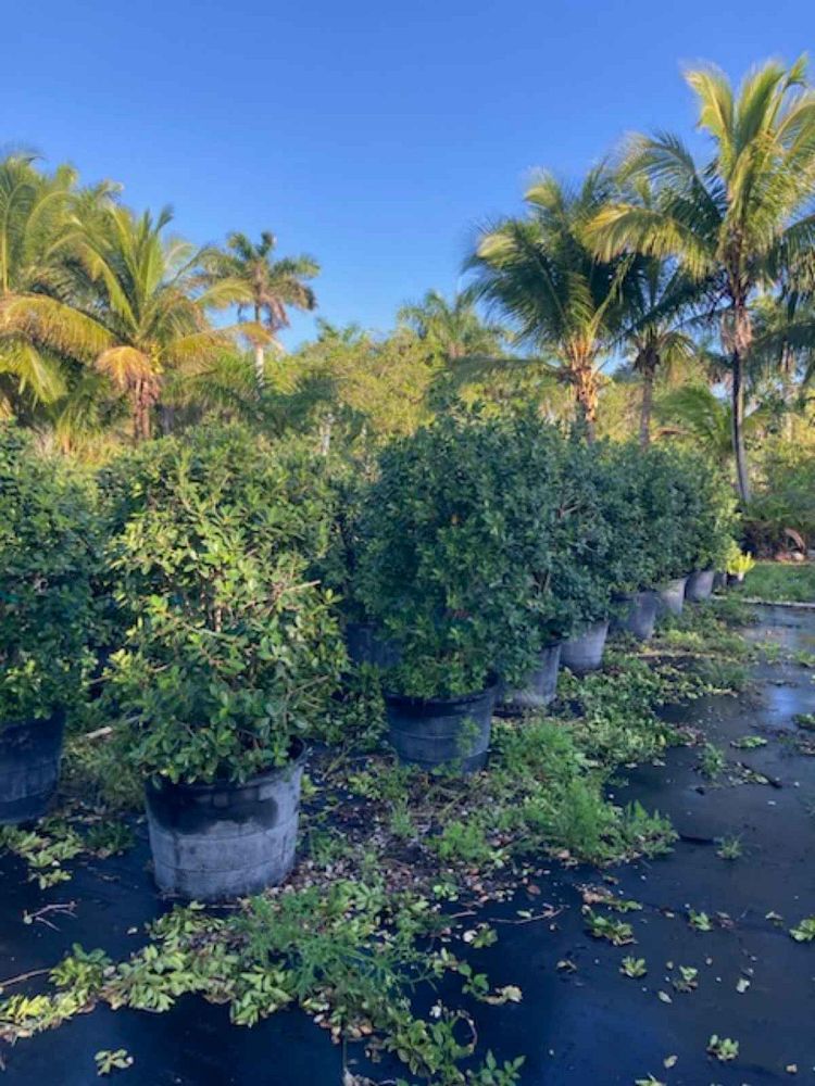 ficus-microcarpa-green-island-ficus-green-island