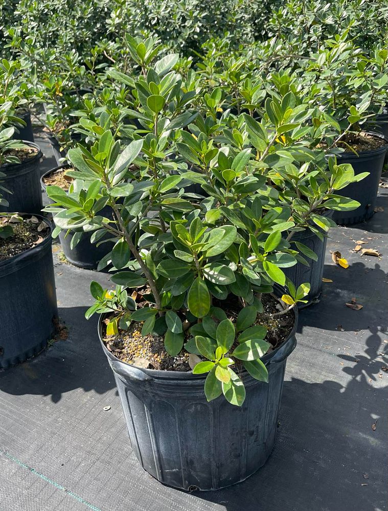 ficus-microcarpa-green-island-ficus-green-island