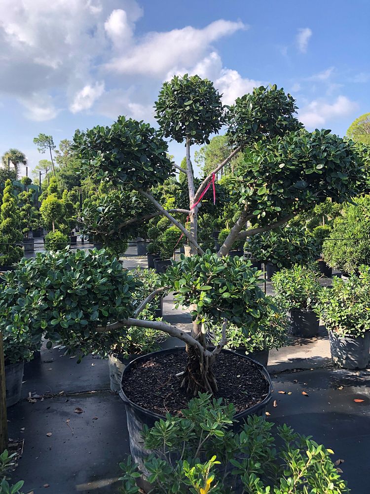 ficus-microcarpa-green-island-ficus-green-island