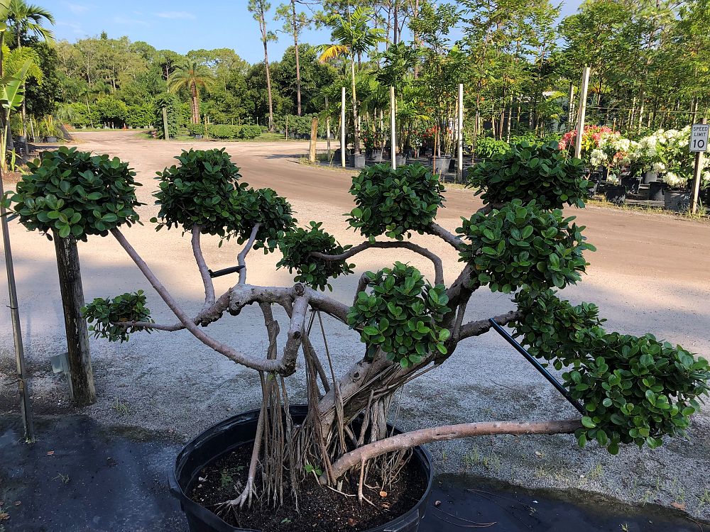 ficus-microcarpa-green-island-ficus-green-island