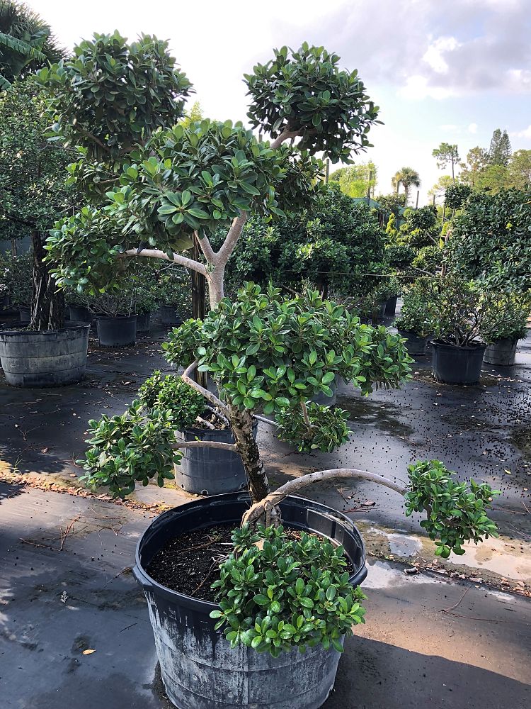 ficus-microcarpa-green-island-ficus-green-island