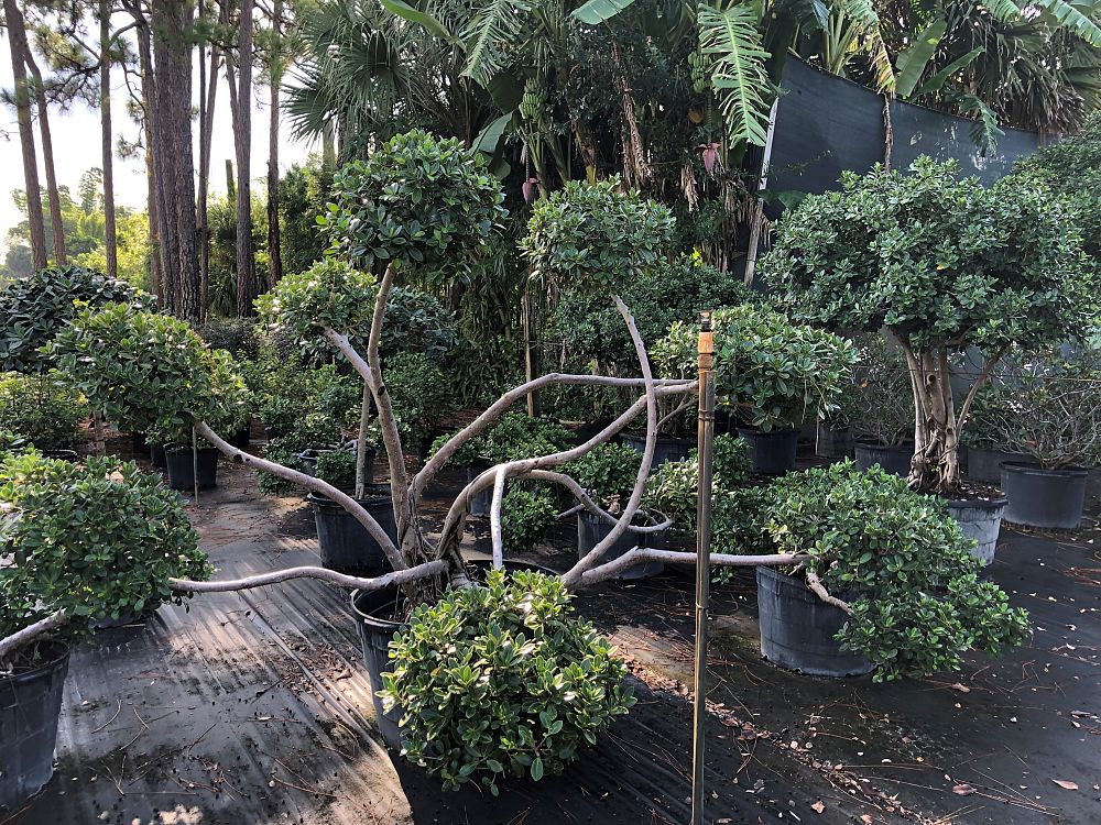 ficus-microcarpa-green-island-ficus-green-island