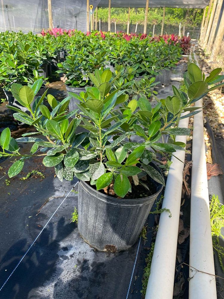 ficus-microcarpa-green-island-ficus-green-island