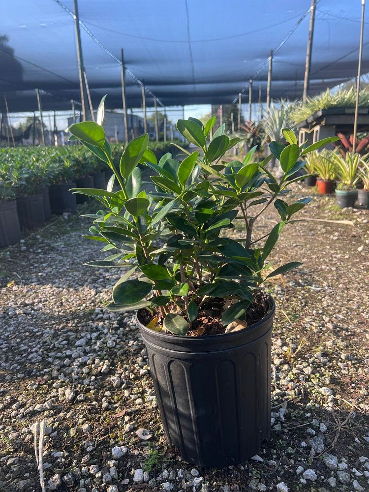 ficus-microcarpa-green-island-ficus-green-island