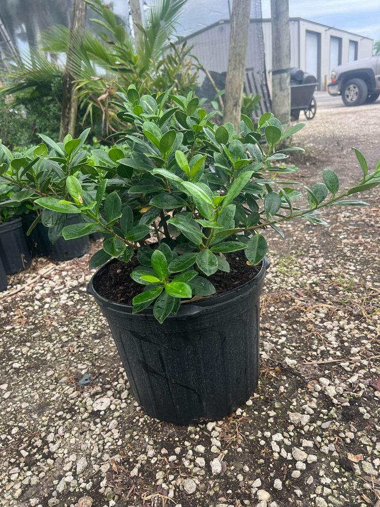 ficus-microcarpa-green-island-ficus-green-island