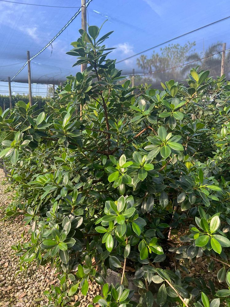 ficus-microcarpa-green-island-ficus-green-island