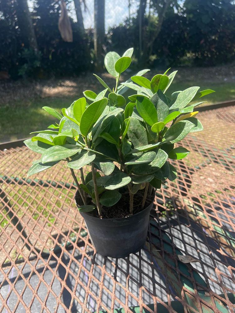 ficus-microcarpa-green-island-ficus-green-island