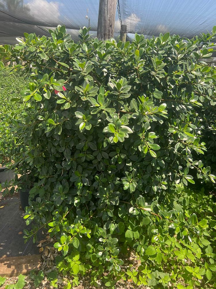 ficus-microcarpa-green-island-ficus-green-island