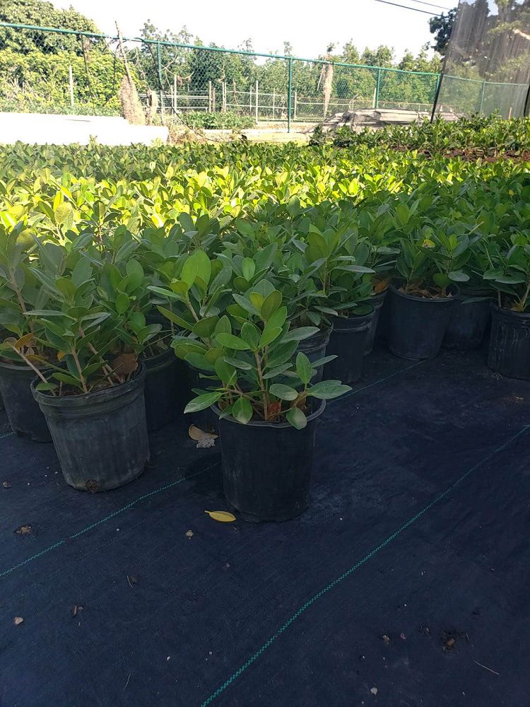 ficus-microcarpa-green-island-ficus-green-island