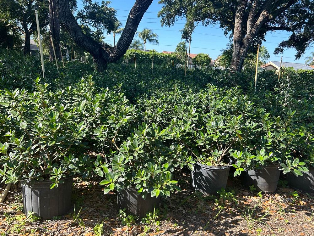 ficus-microcarpa-green-island-ficus-green-island