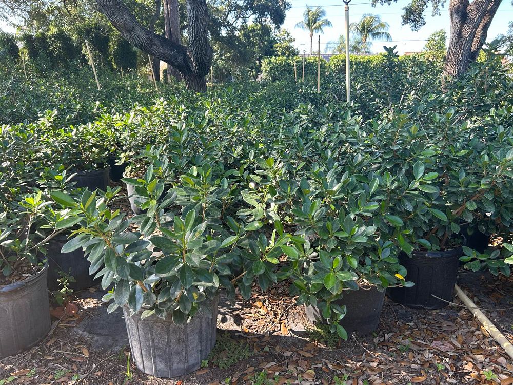 ficus-microcarpa-green-island-ficus-green-island
