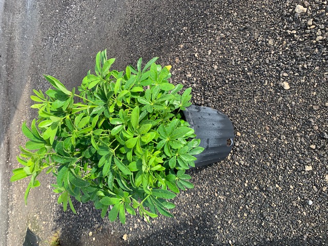 ficus-microcarpa-green-island-ficus-green-island