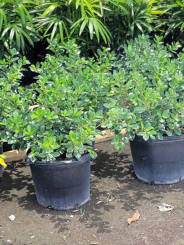 ficus-microcarpa-green-island-ficus-green-island