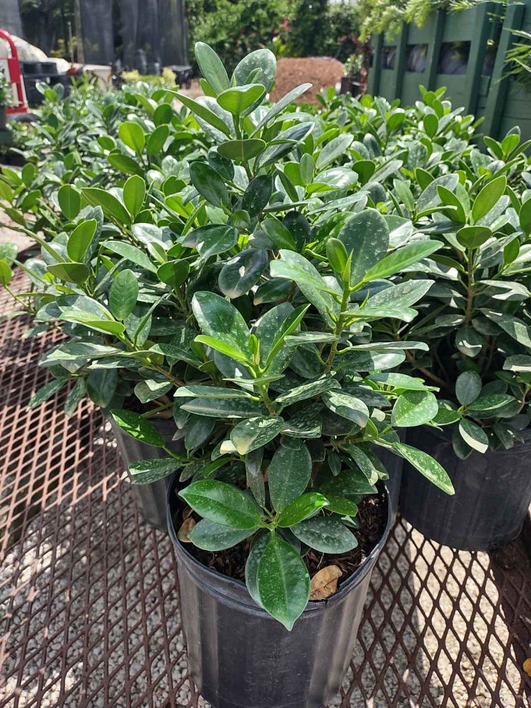 ficus-microcarpa-green-island-ficus-green-island