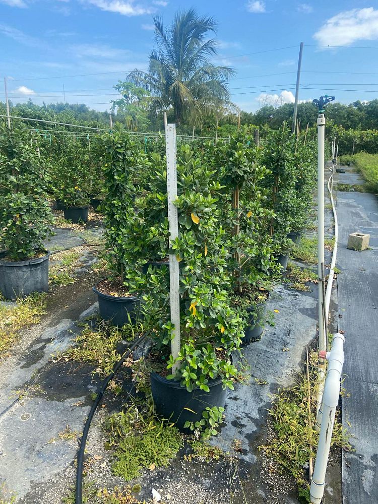 ficus-microcarpa-green-island-ficus-green-island