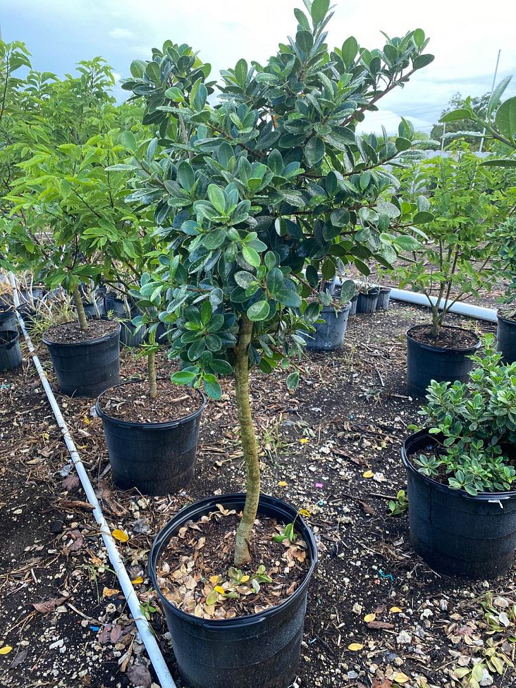 ficus-microcarpa-green-island-ficus-green-island