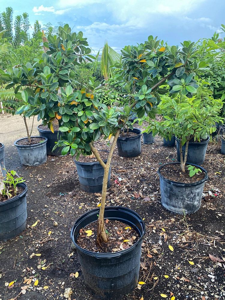 ficus-microcarpa-green-island-ficus-green-island