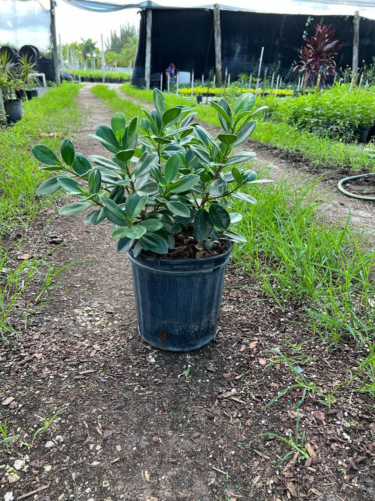 ficus-microcarpa-green-island-ficus-green-island