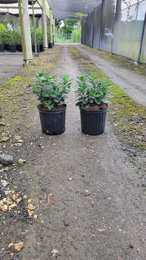 ficus-microcarpa-green-island-ficus-green-island