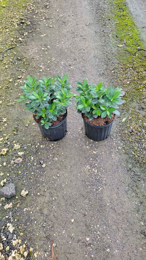 ficus-microcarpa-green-island-ficus-green-island