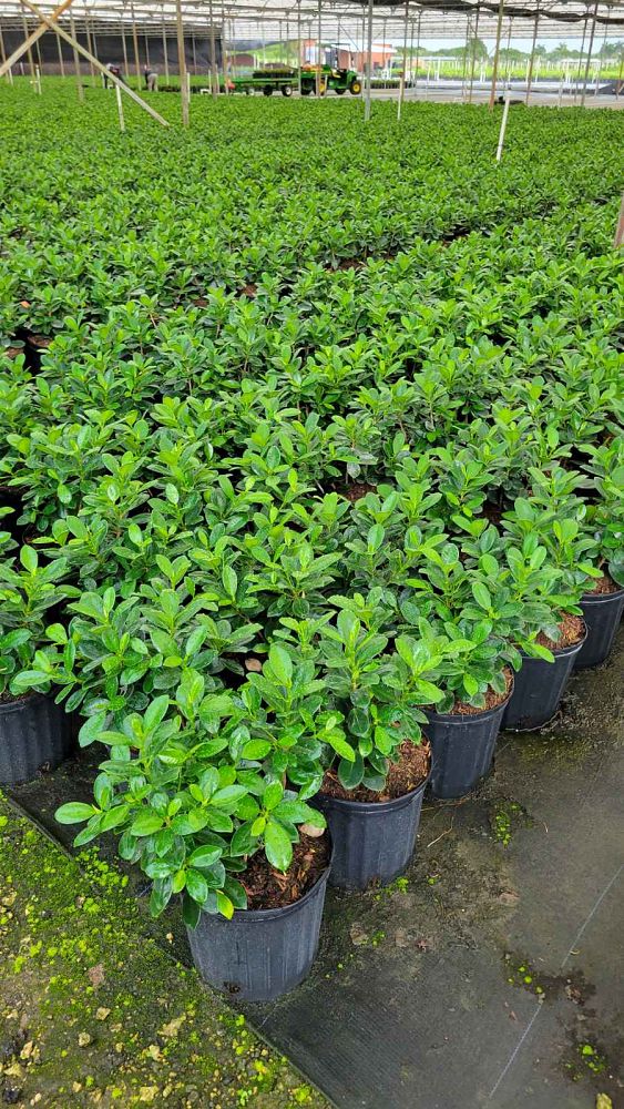 ficus-microcarpa-green-island-ficus-green-island