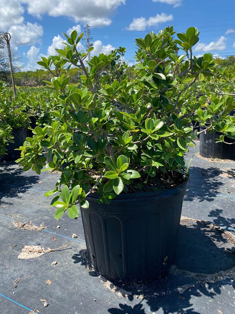 ficus-microcarpa-green-island-ficus-green-island