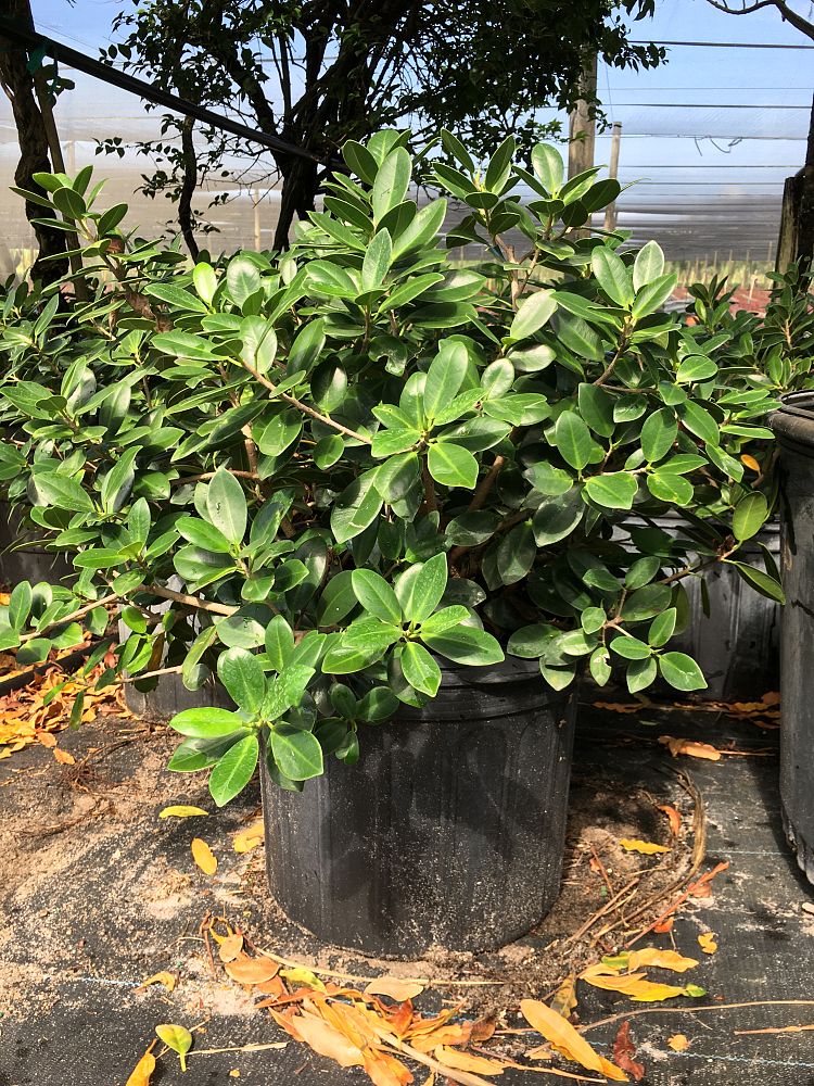 ficus-microcarpa-green-island-ficus-green-island